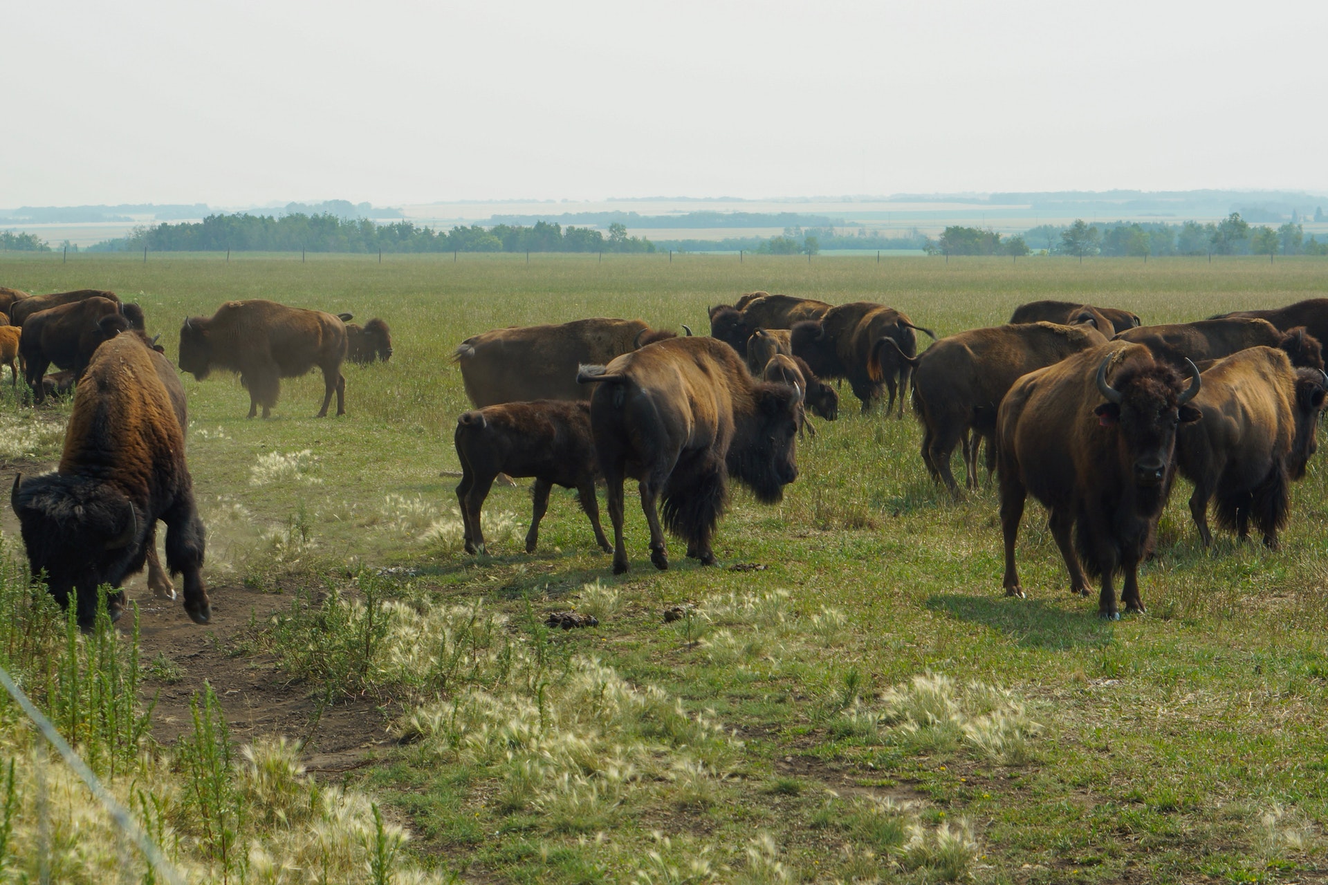 הגירה לקנדה saskatchewan